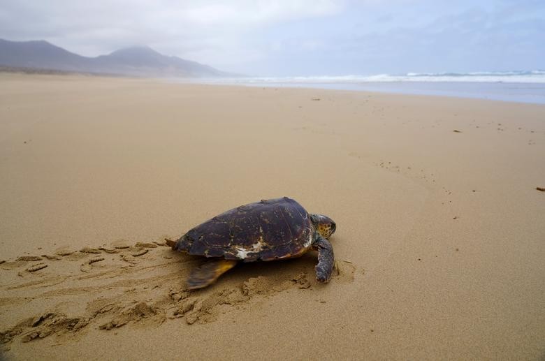 A Caretta caretta turtle, which was rescued from a fishing line in April and then recovered in a conservation centre, makes its way along Cofete beach in the Canary island of Fuerteventura, Spain . REUTERS/Juan Medina